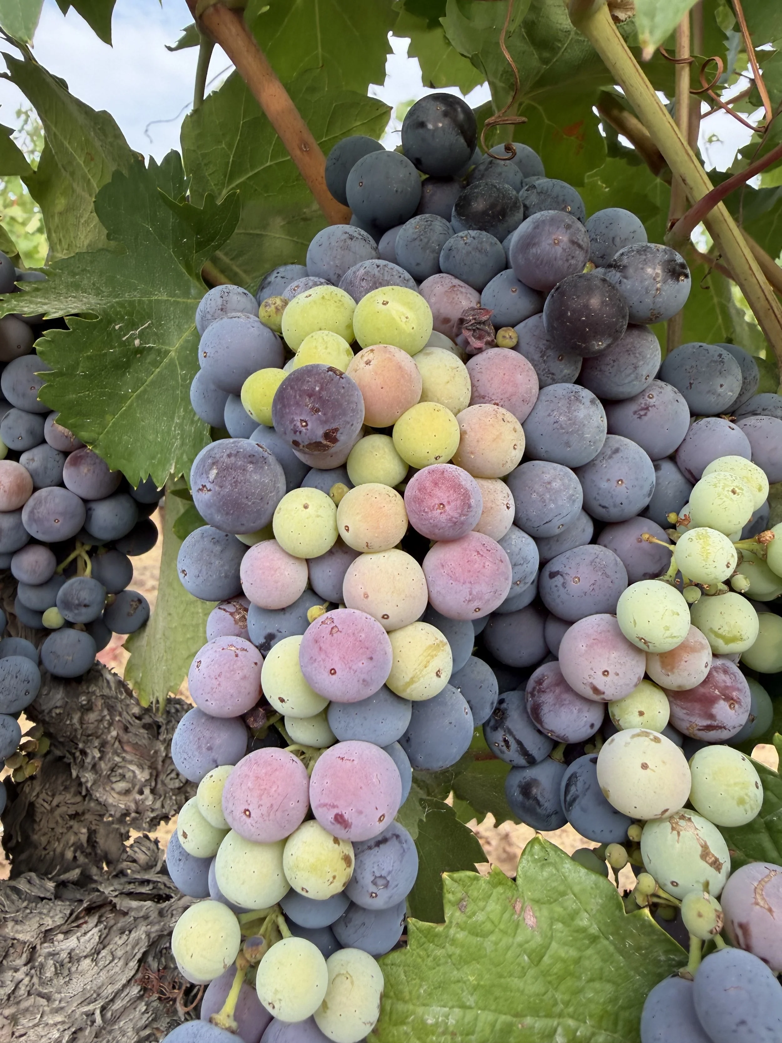 zin grapes.jpg