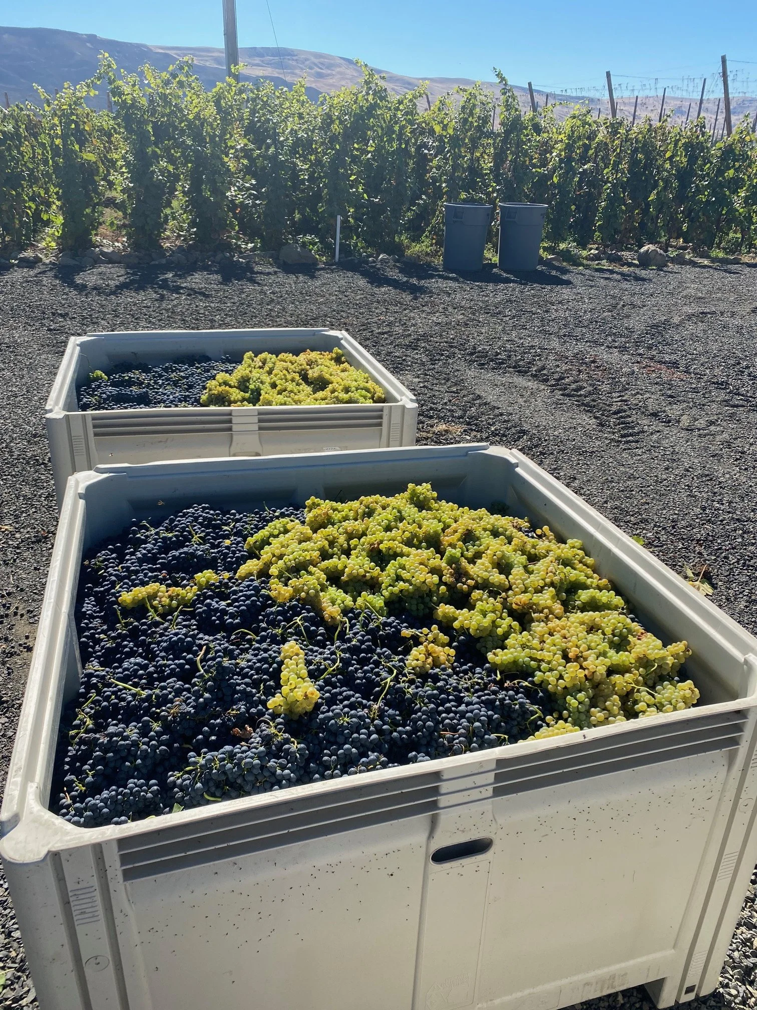 bins of grapes.jpg