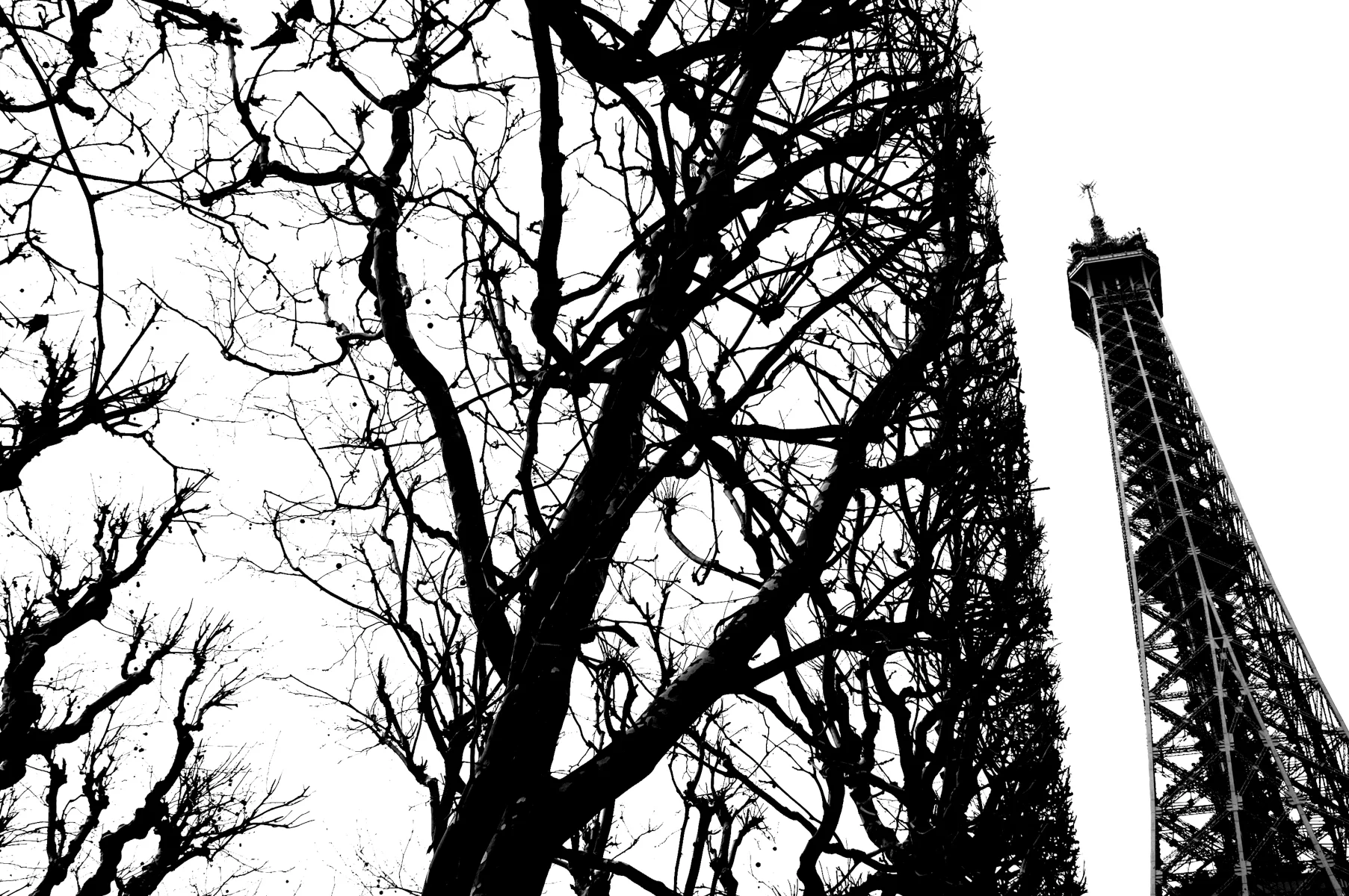 Eiffel Tower and trees.jpg