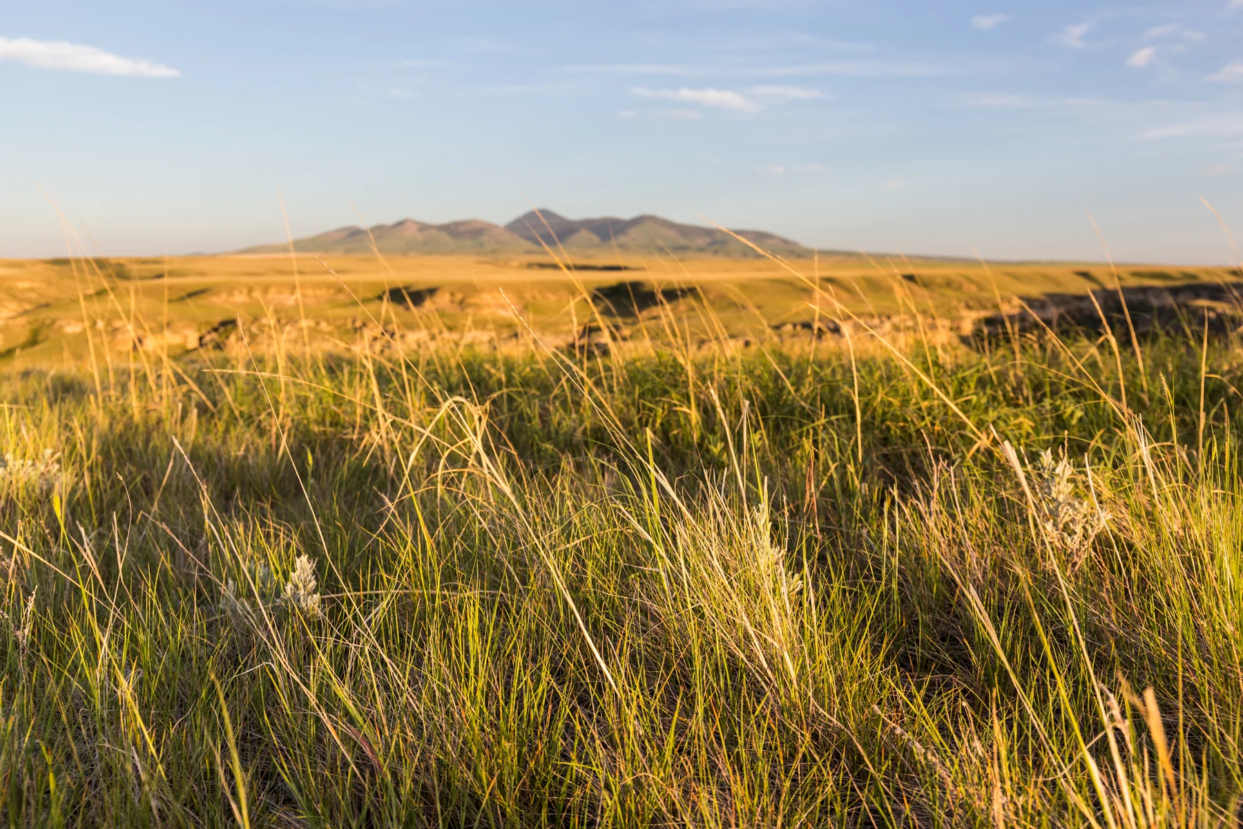 summer_alberta_2015_batch8_0050.jpg
