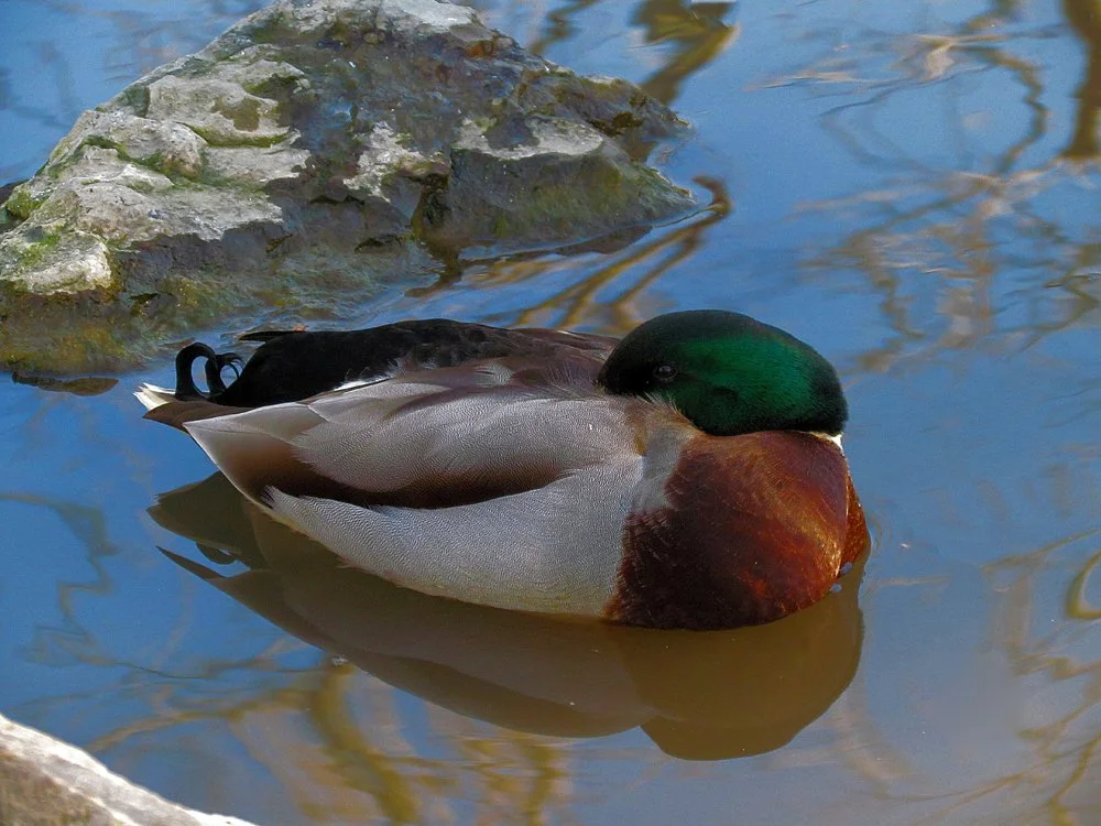 glen park 117 copy.jpg