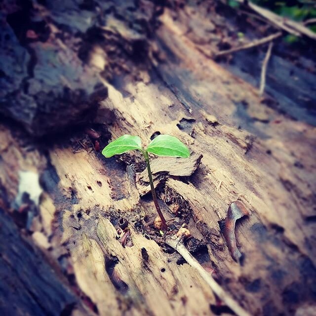 No matter how rotten everything looks, there's always hope for better times ahead, and these bad times will serve as a nutritient for something new.