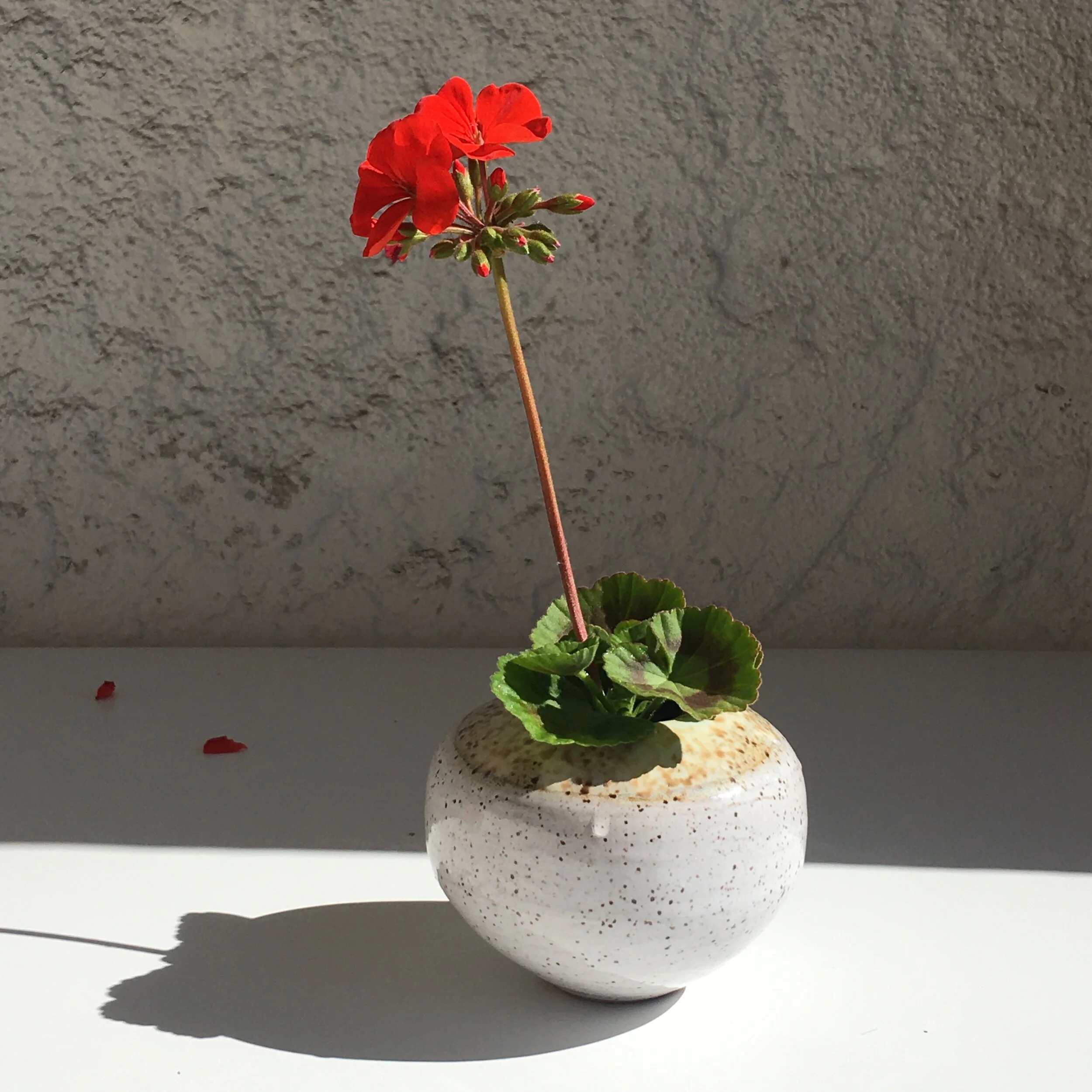 02DFDC59-8159-4B32-B9CB-12EC1EDC8969