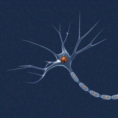 During waking hours, electrical signals travel from dendrites — antenna-like projections at one end of the cell — through the cell body. From the cell body, they then travel the length of the axon, a single long projection at the other end of the cell. This electrical signal stimulates the release of chemicals at the end of the axon, which bind to dendrites on adjacent cells, stimulating these recipient cells to fire electrical signals, and so on. When groups of cells repeatedly fire in this way, the electrical signals increase in intensity. Dr. Bukalo and her team examined electrical signals that traveled in reverse from the cell’s axon, to the cell body and out its many dendrites. The reverse firing, depicted in this diagram, happens during sleep and at rest, appearing to reset the cell and priming it to learn new information Source JackKruse.com