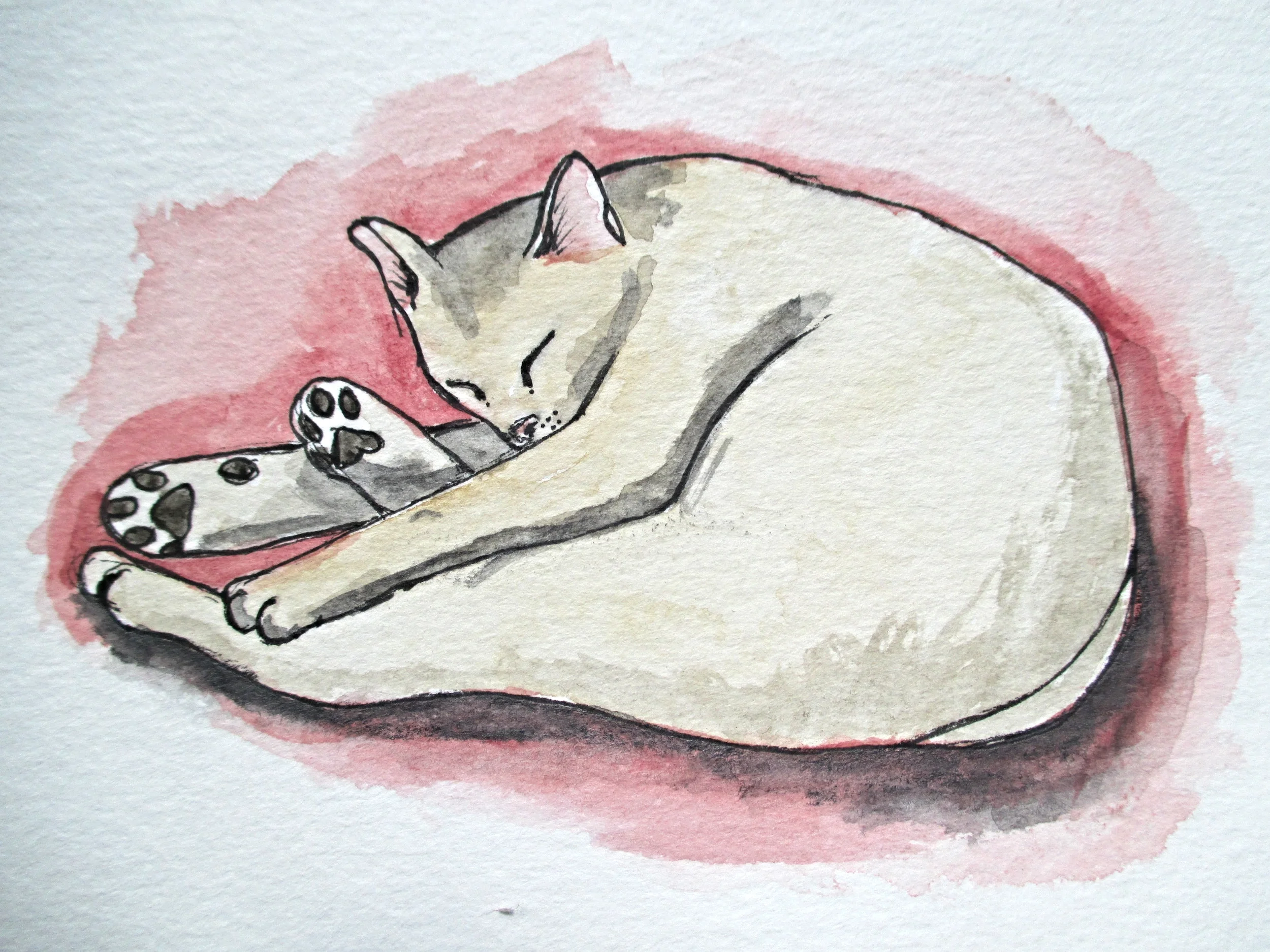 sleeping cat