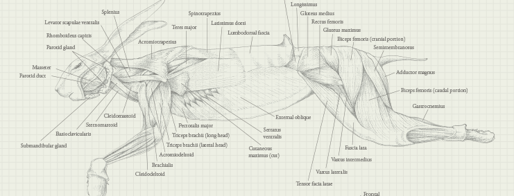Rabbit anatomy close up .png