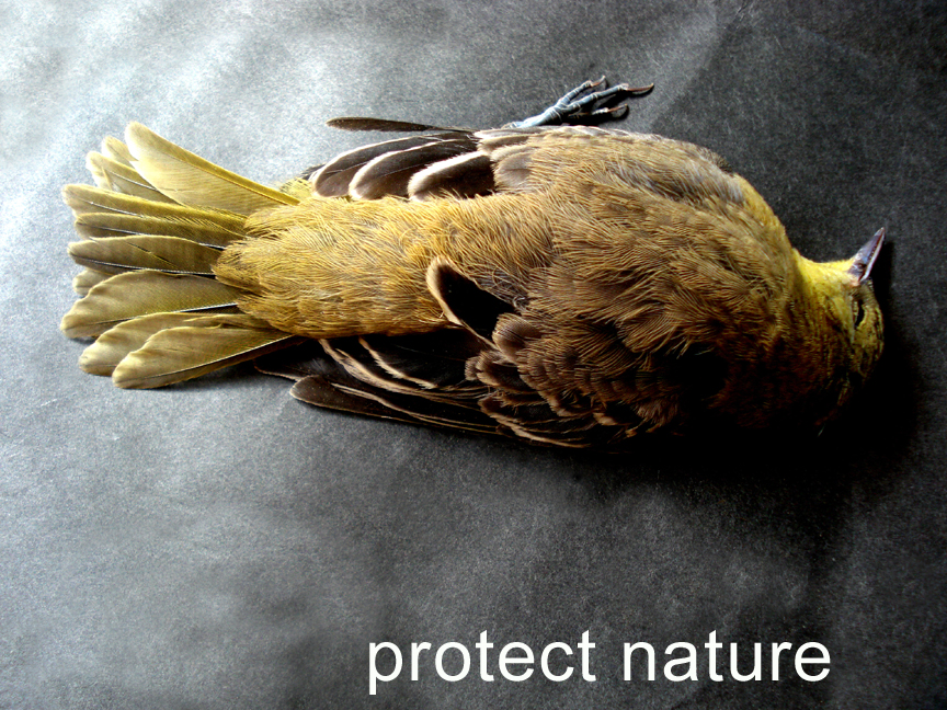 mdevine_protect nature copy.jpg