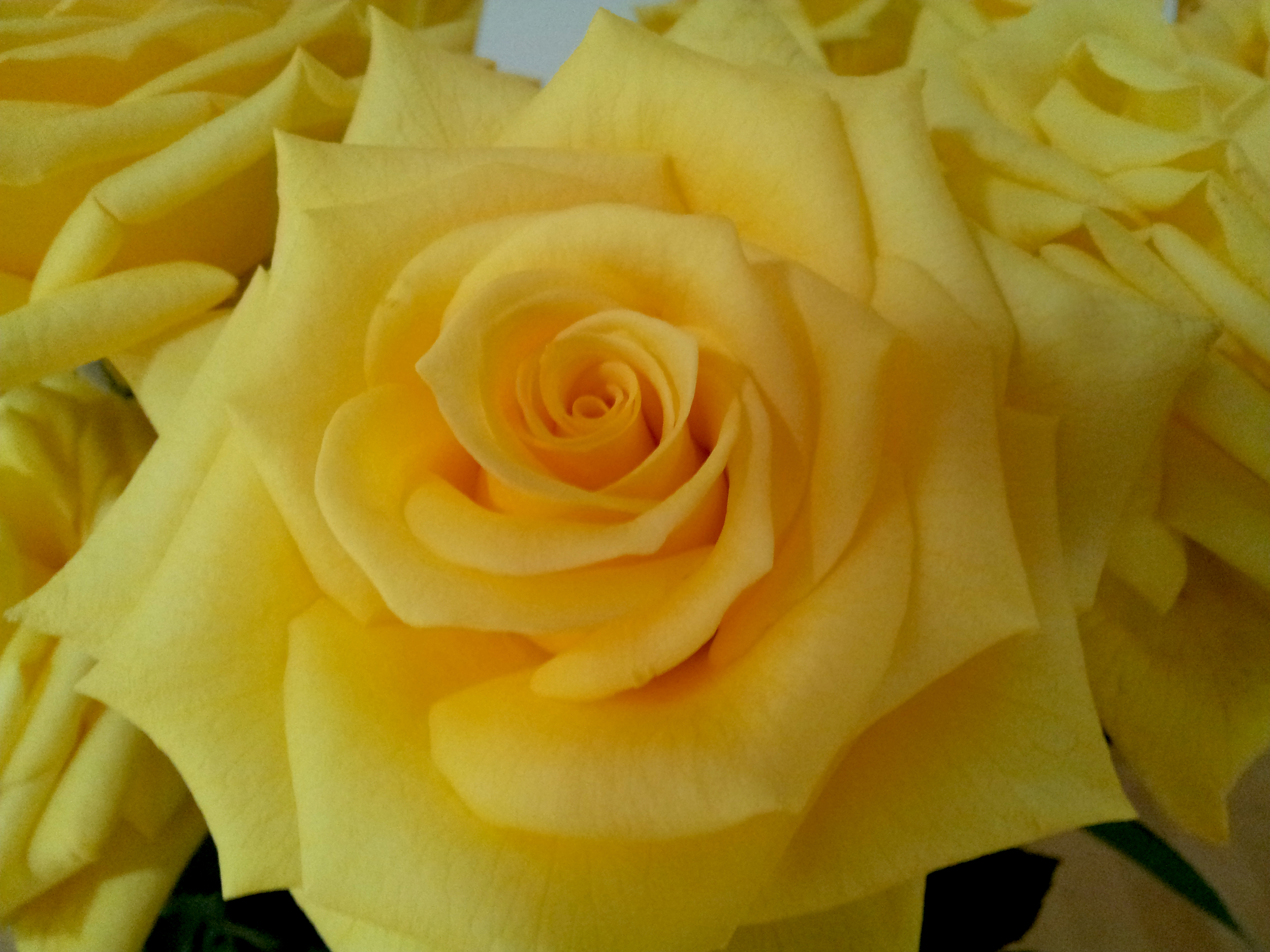 Yellow Rose