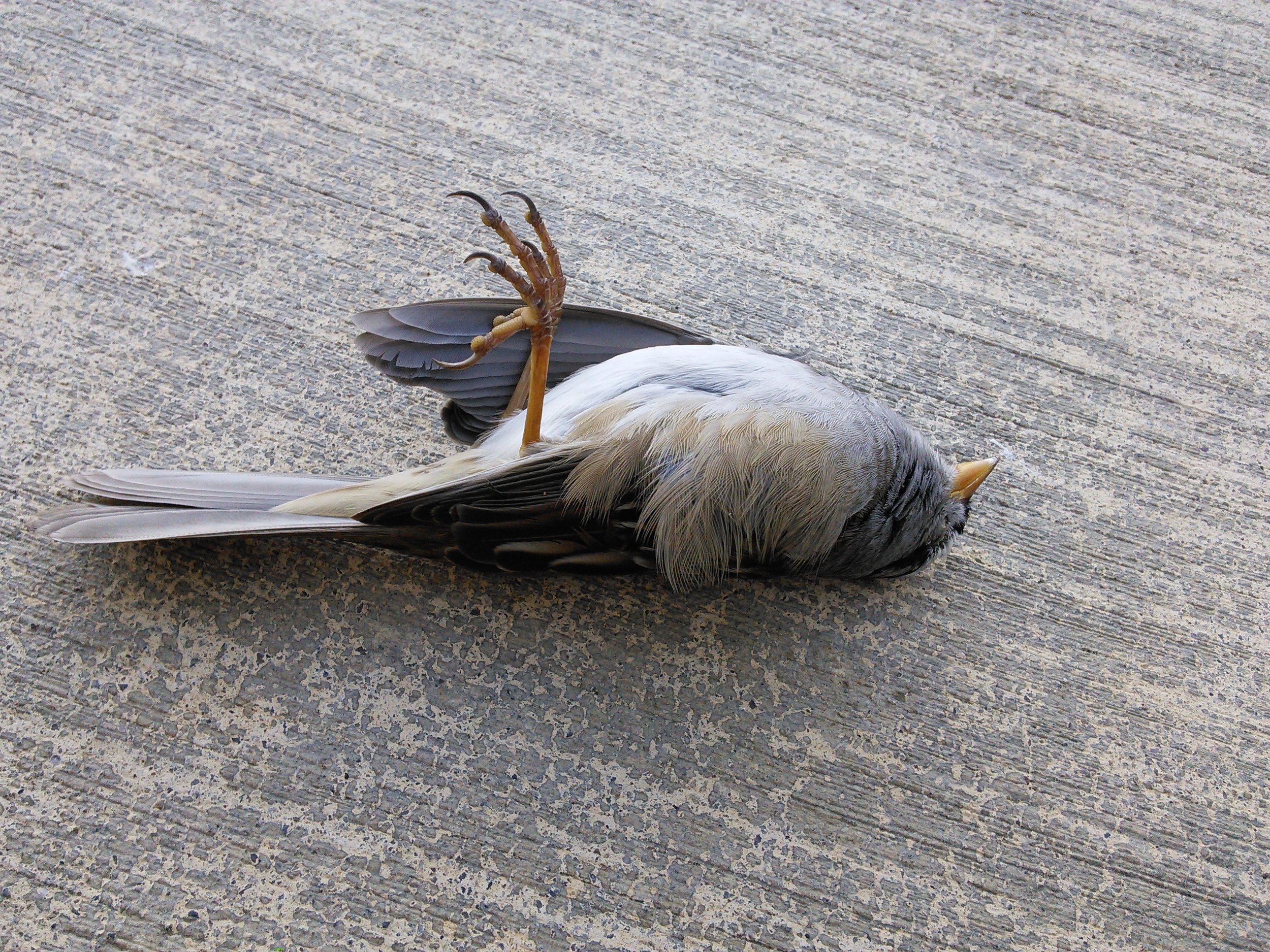 Dead Bird Token