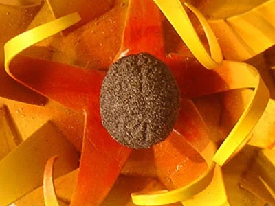 "Seeds of Change" by Peter Gray