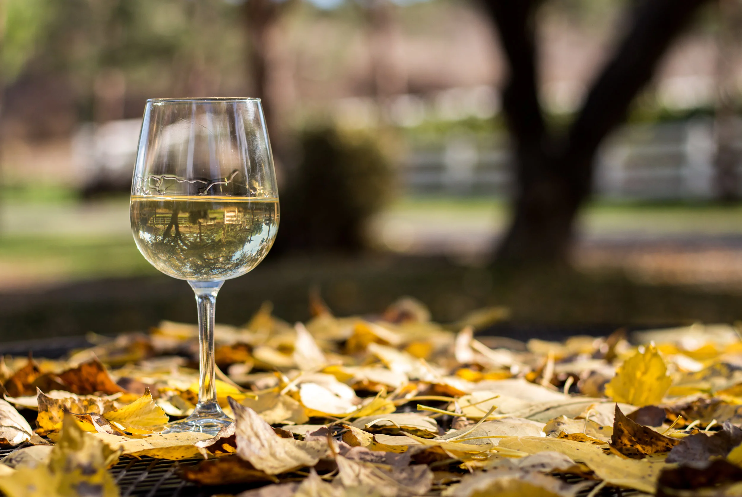 Fall Wines to Try (Infographic) — Wine Mine