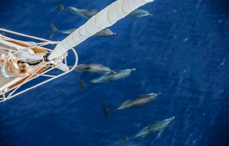 Yacht ELVIS MAGIC -  Cruising with Dolphins.jpg