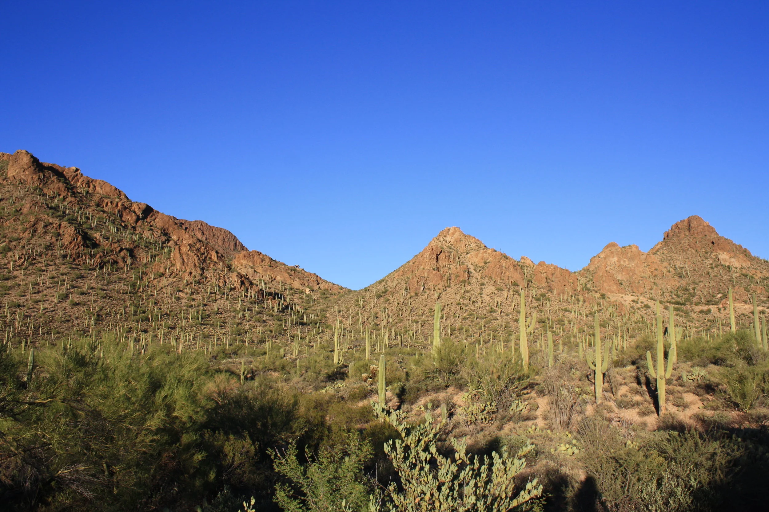 IMG_8534.JPG