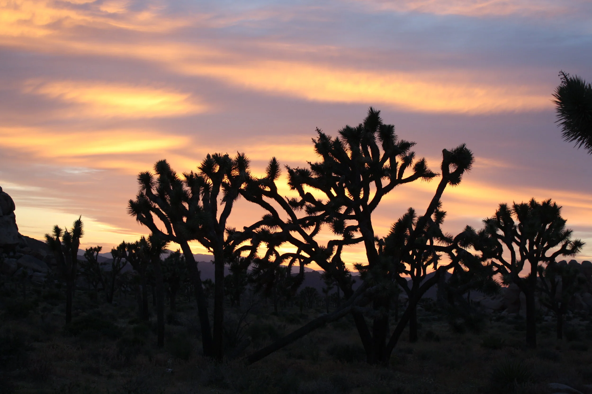 Joshua Tree National Park