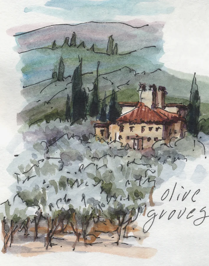 Tuscan Olive Groves