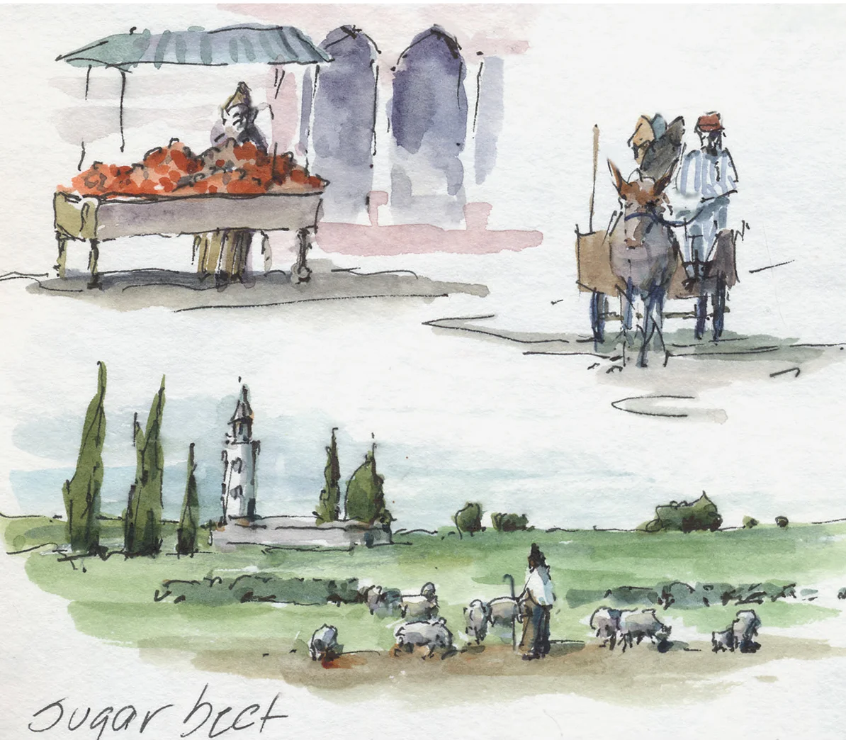 Sugar Beet