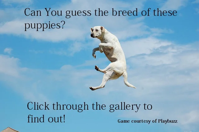 Dog-Jumping.jpg