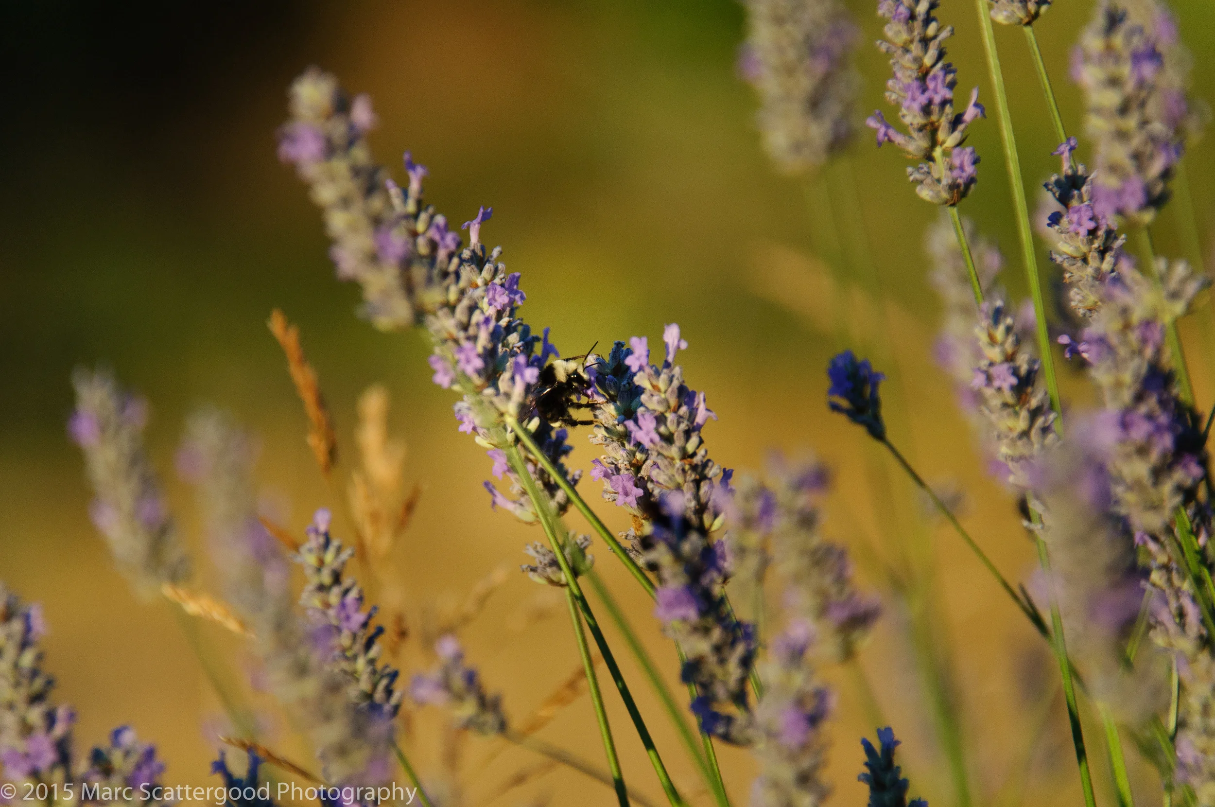 DSC_0140.jpg
