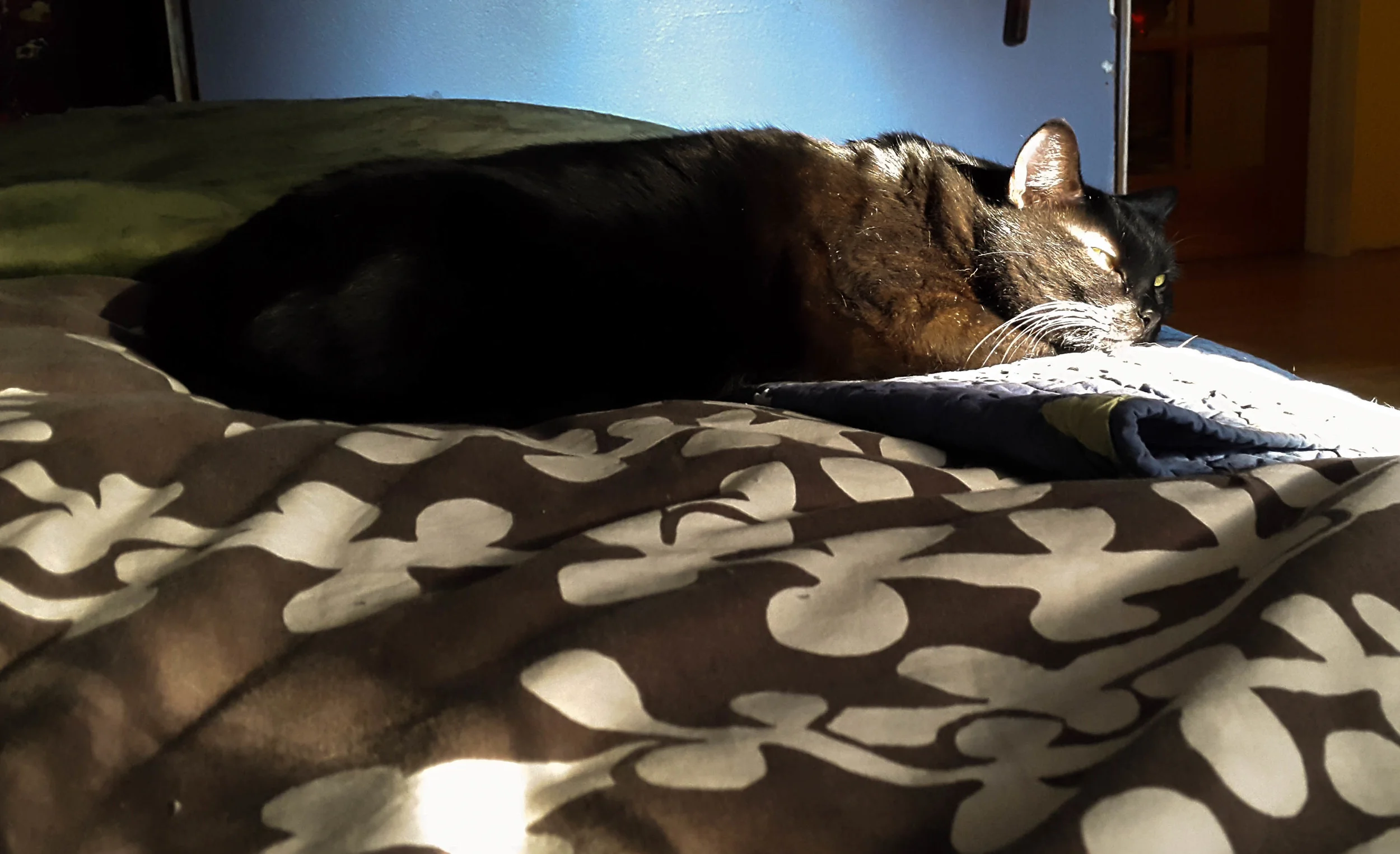 Time for a cat nap... back soon!
