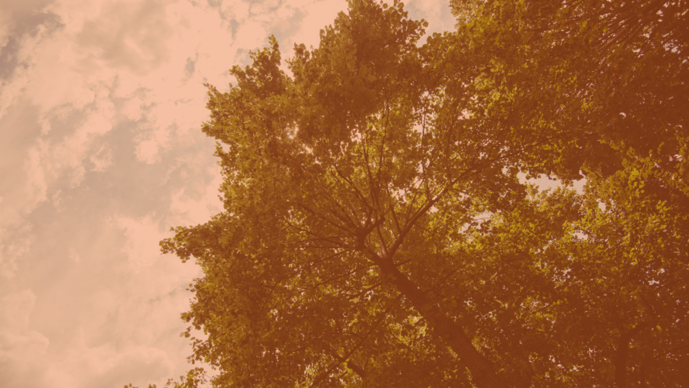 "One Inch to The Ground"