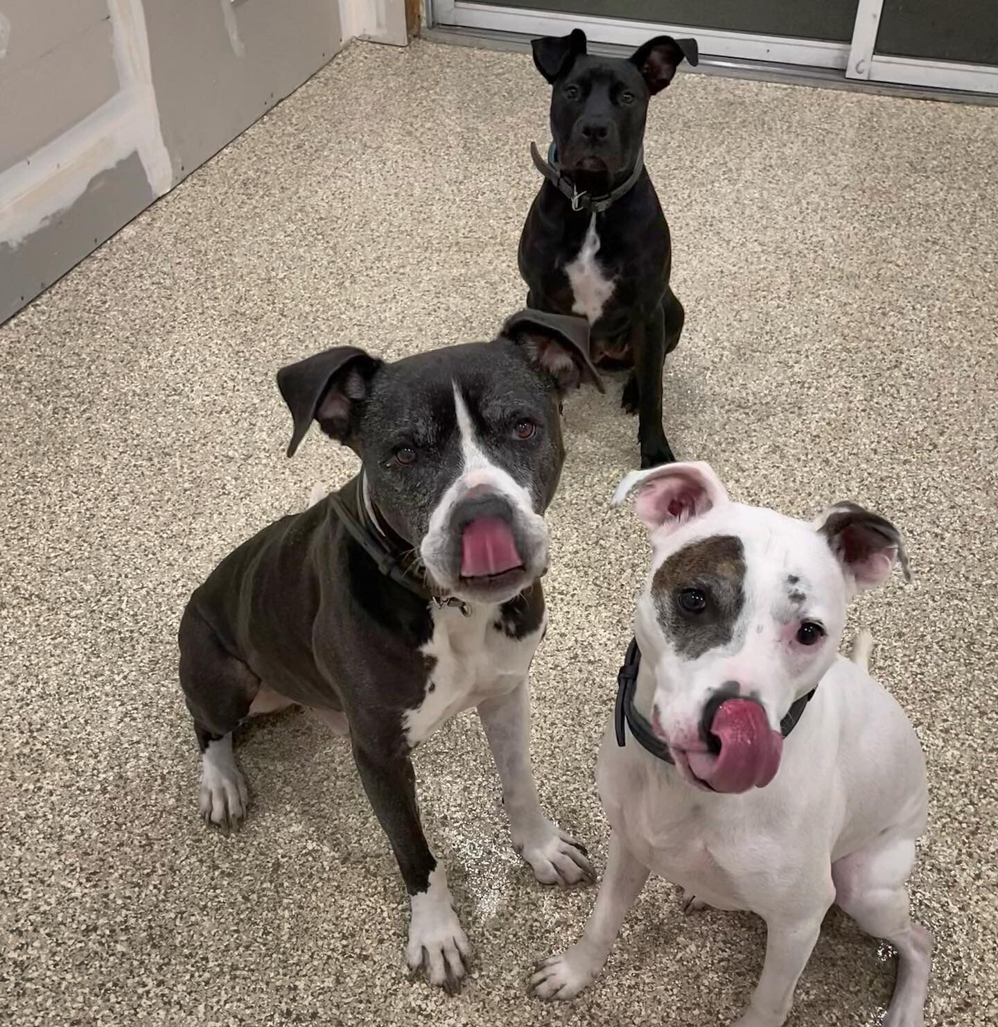 👅 The three #shopdogs here with a #transformationtuesday &amp; #tongueouttuesday double feature 😂

New floor is down in the expanded area out back - thanks Pinnacle Concrete Coatings!

Now for the finishing work back there &amp; the interior of thi