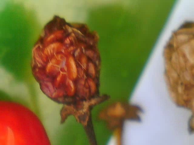  Close-up image of a dried berry. 