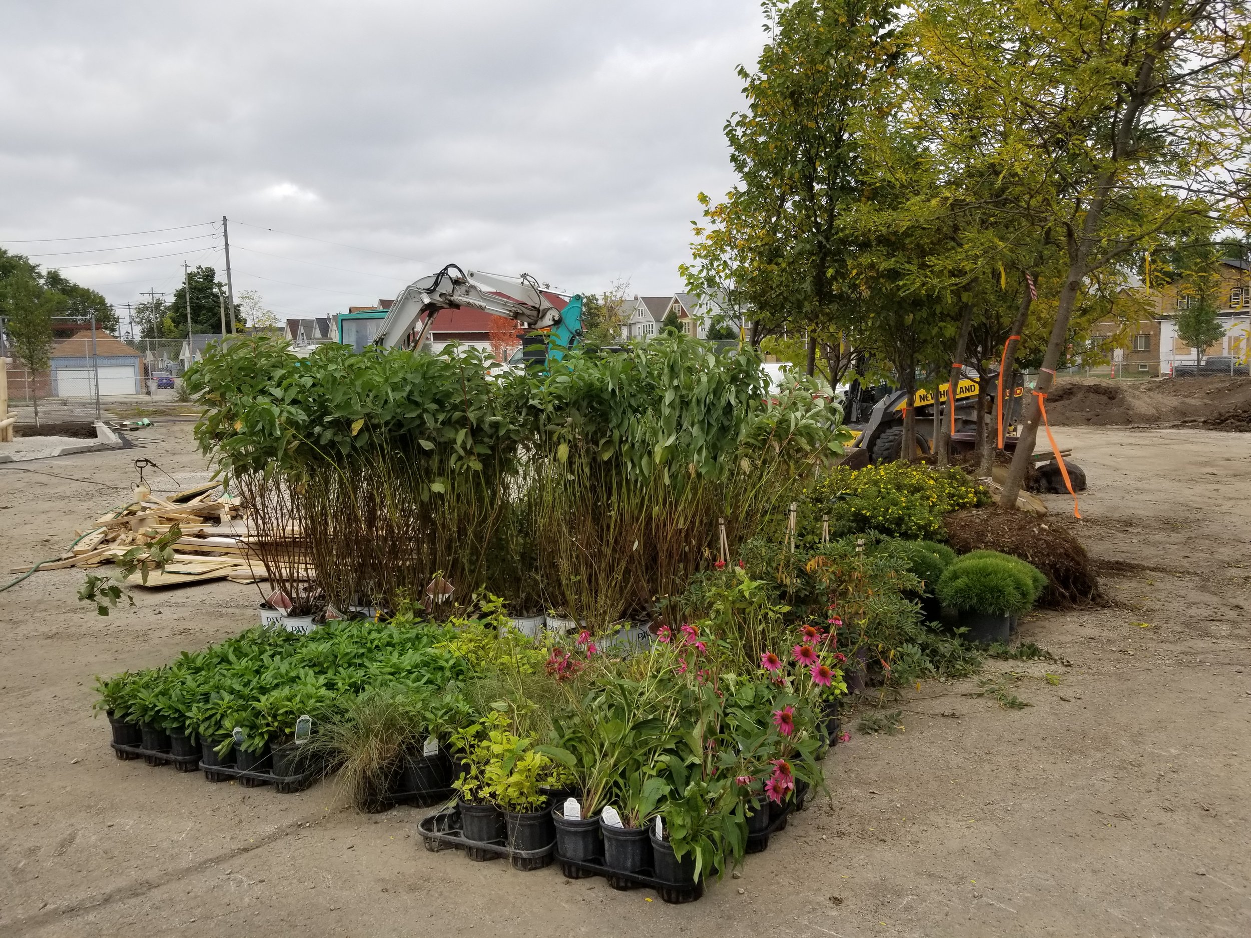 Native Plants Manage Stormwater