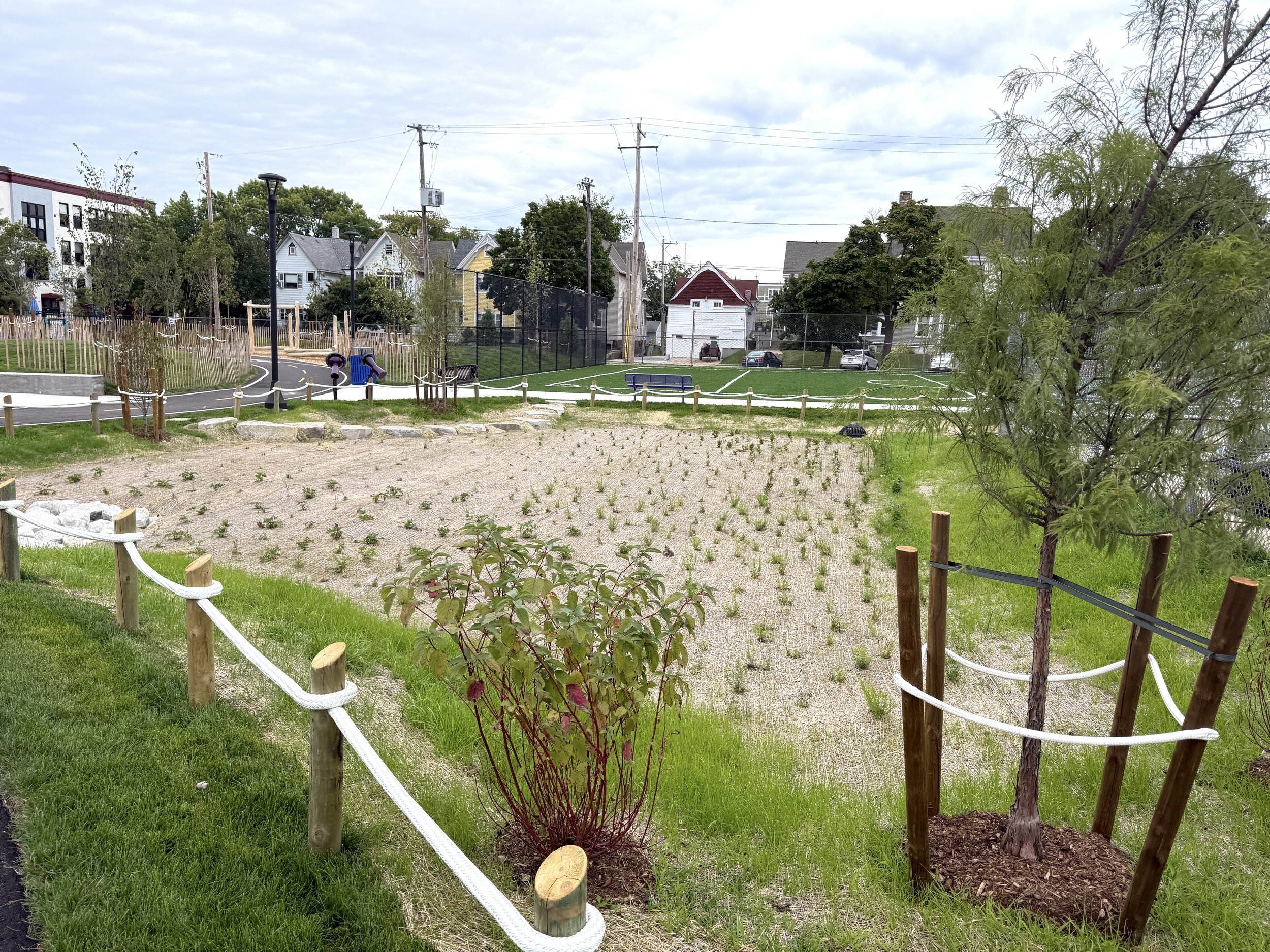  New trees, shrubs, and native plants in the bioswale at Cass Street School 