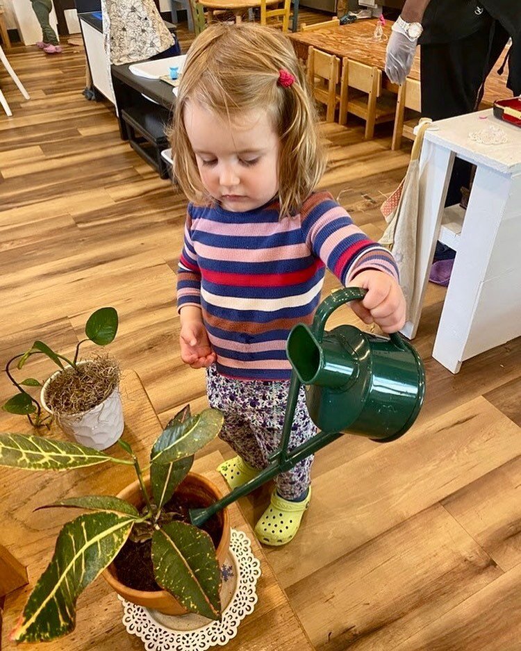 Here at Montessori In Town, we love to instill a care of the environment in all of the children we serve from a young age. 

To do this, we allow them to care for indoor plants, as well as participate in caring for our outdoor gardens.

&ldquo;Lookin