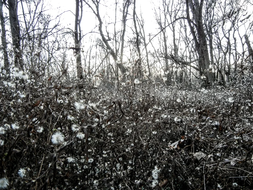 DSCN3263.jpg