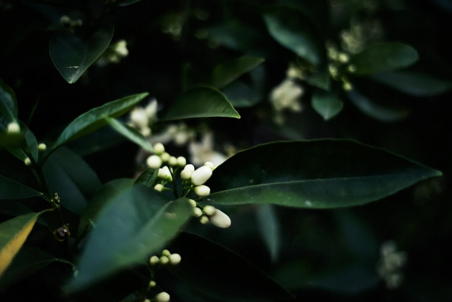 Matthias Brandt Photography-8.jpg