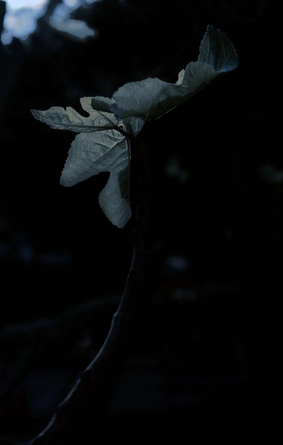 Matthias Brandt Photography-15.jpg