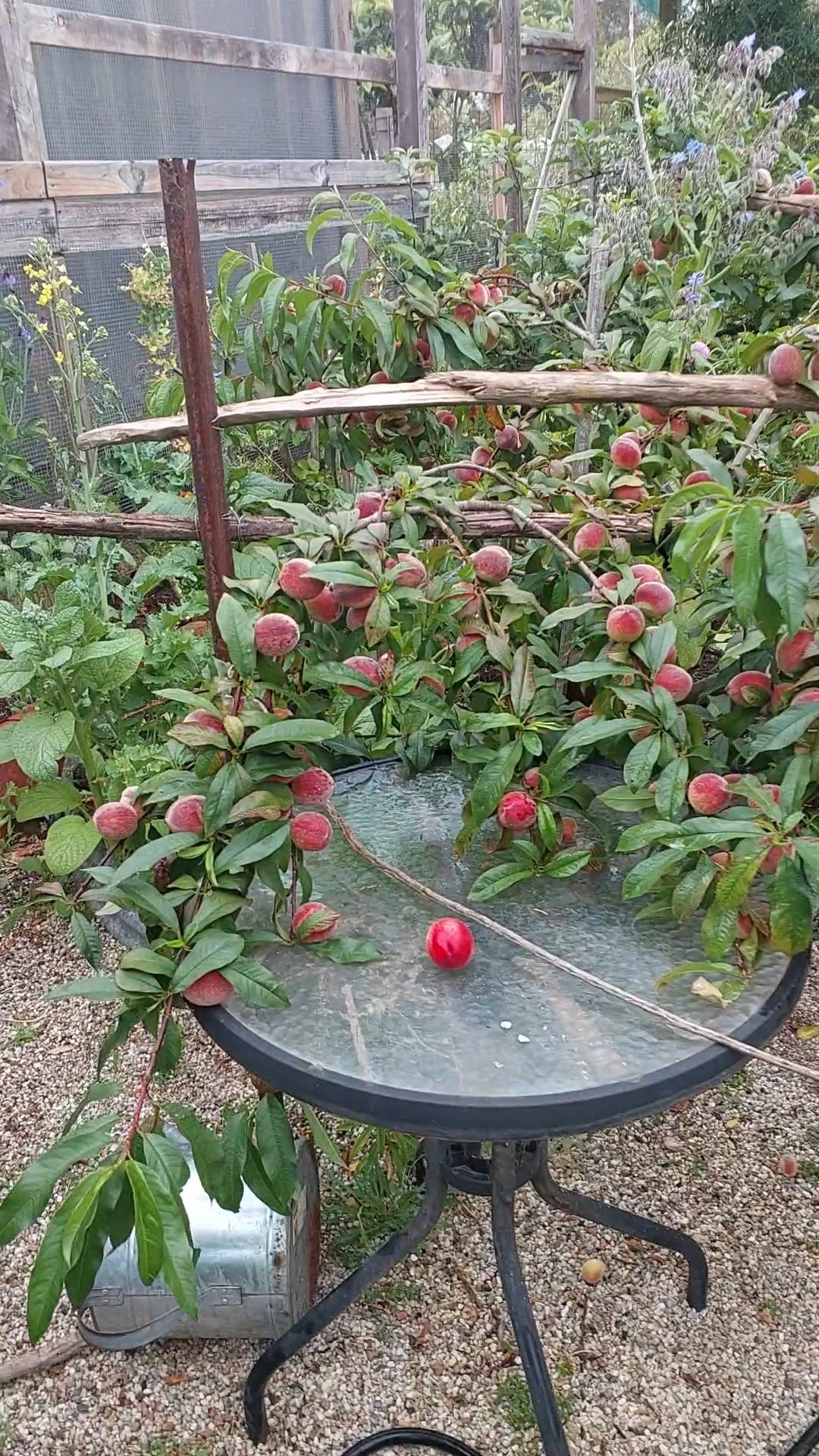 peaches.jpg