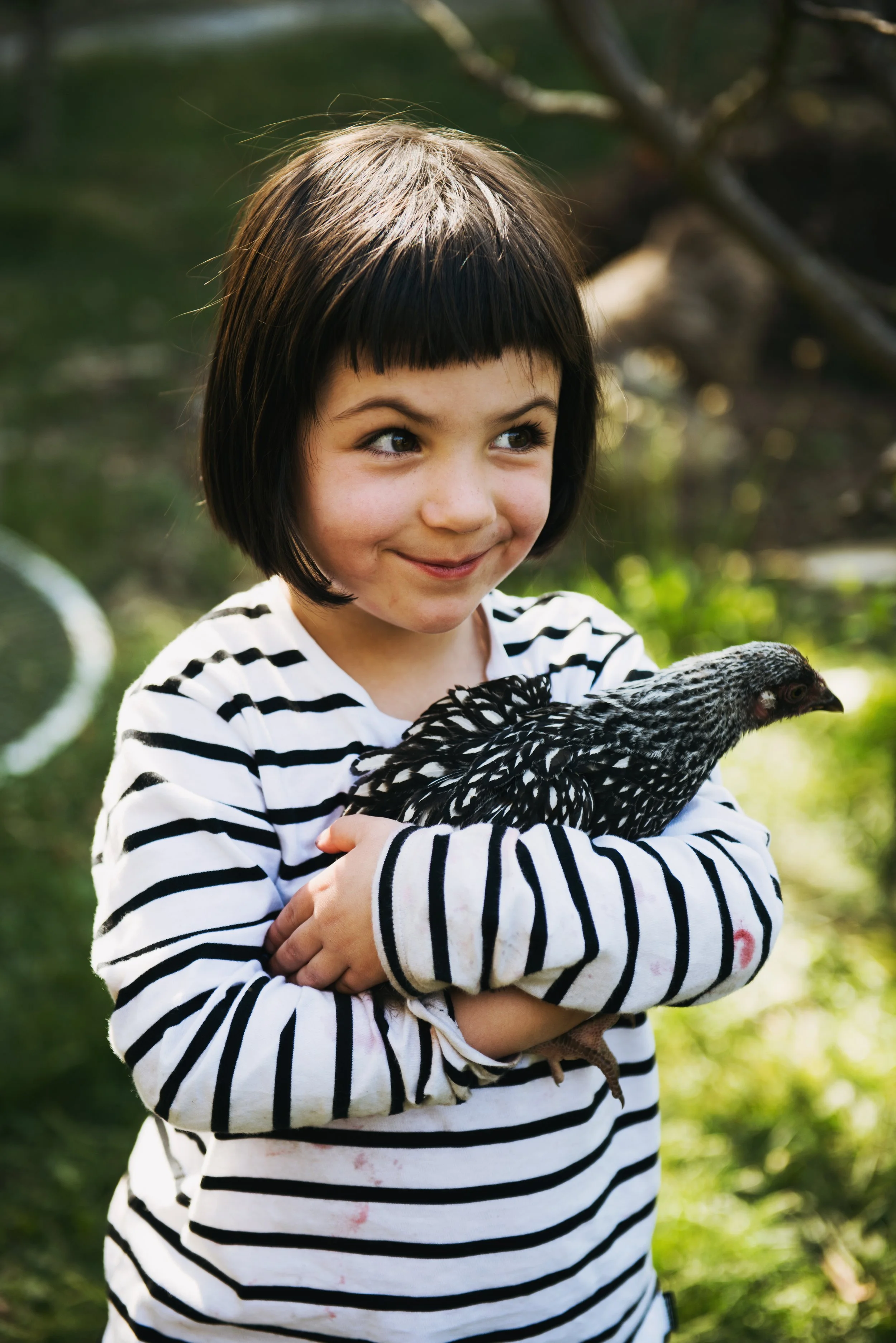 E-BOOK: Introduction to Backyard Chicken Keeping