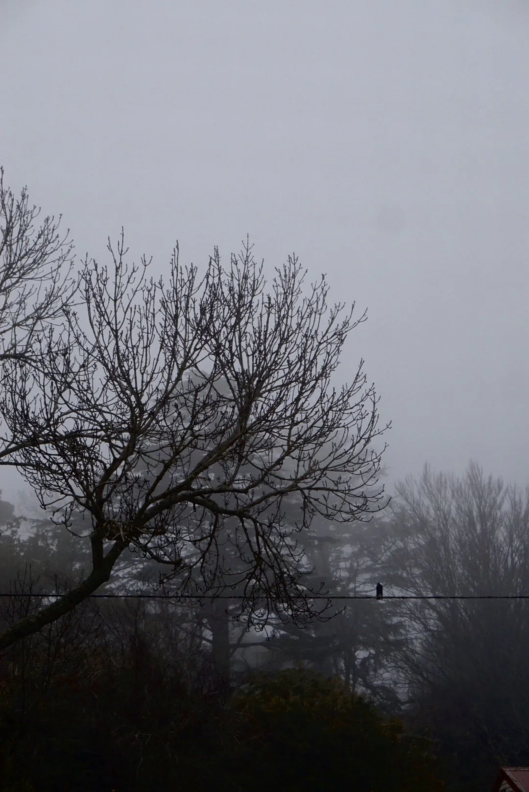 DSC02452.jpg