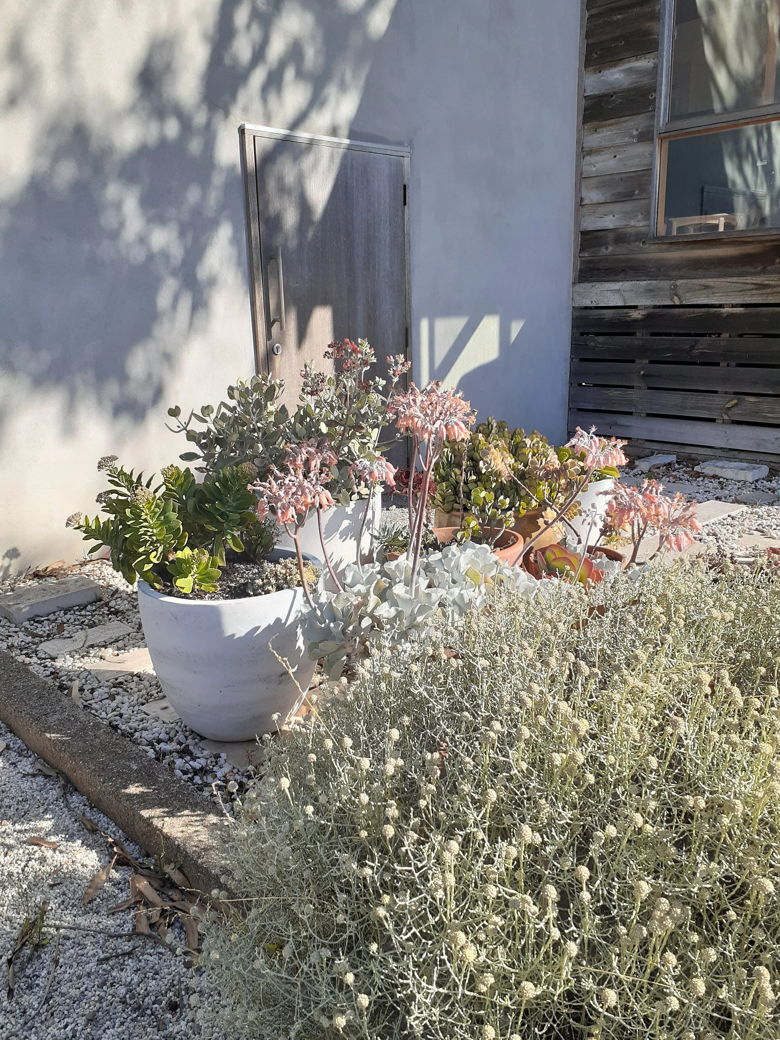 succulents.jpg