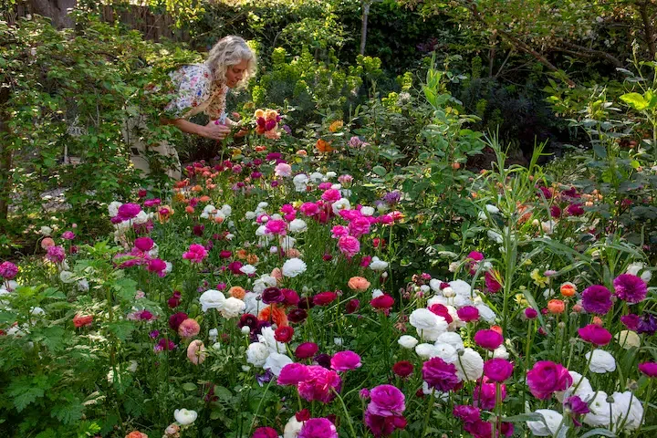 Petrina Burril in the garden surrounded by pink and white blooms