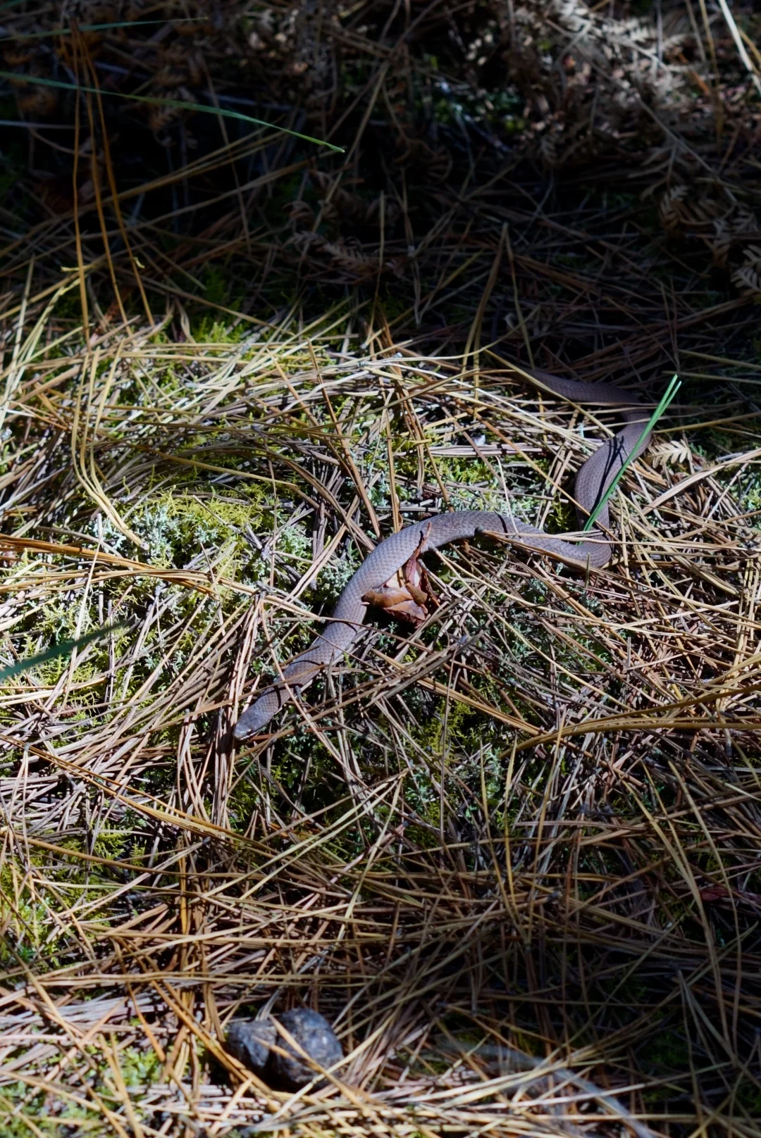 NatashaMorgan_forest_snake.jpg