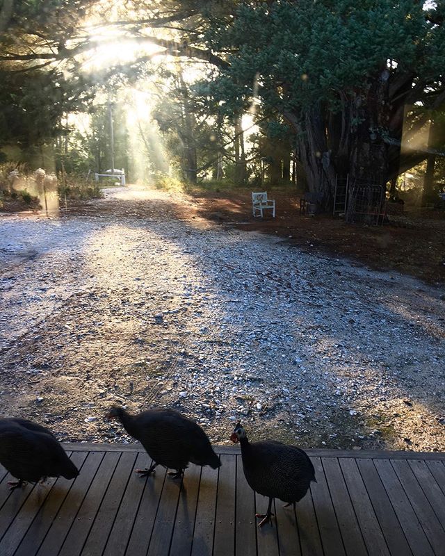 Golden morning light and a guinea fowl welcome to the day.
&bull;&bull;&bull;
Hello Friday 💫