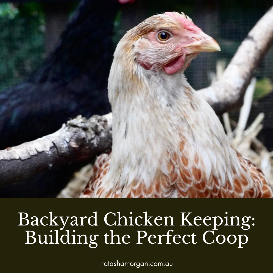 ~ &lsquo;Introduction to Backyard Chicken Keeping&rsquo; workshop with Saffron &amp; Natasha Morgan ~⁠
⁠
Chickens have always been part of life at Little Cottage on a Hill. Their soft clucks add a comforting soundtrack to our days, and their antics b