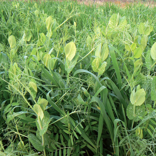 preferred_green manure.png