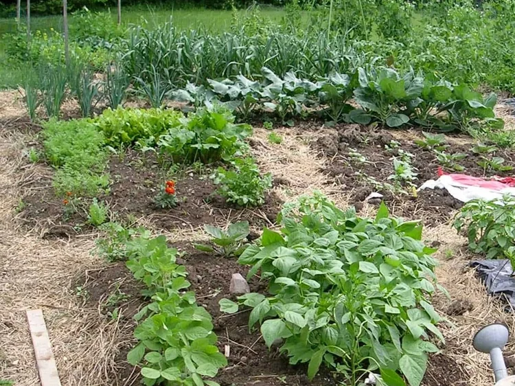 preferred_no+dig+vegetable-garden.jpg