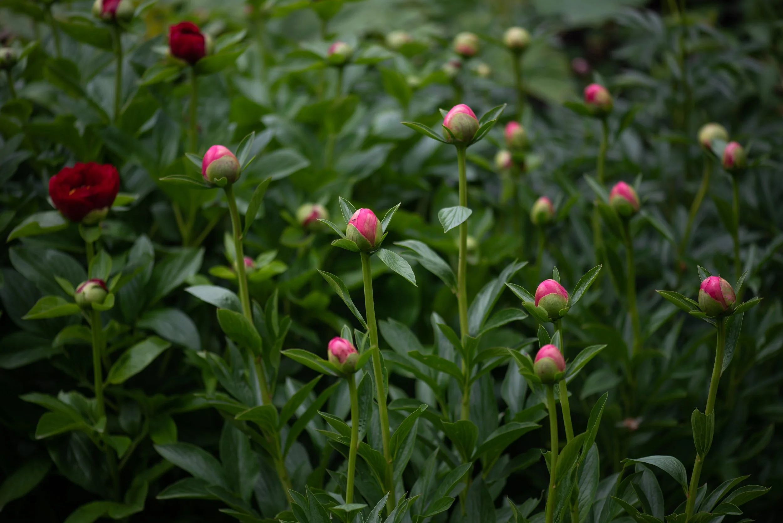 _DSC8083.jpg