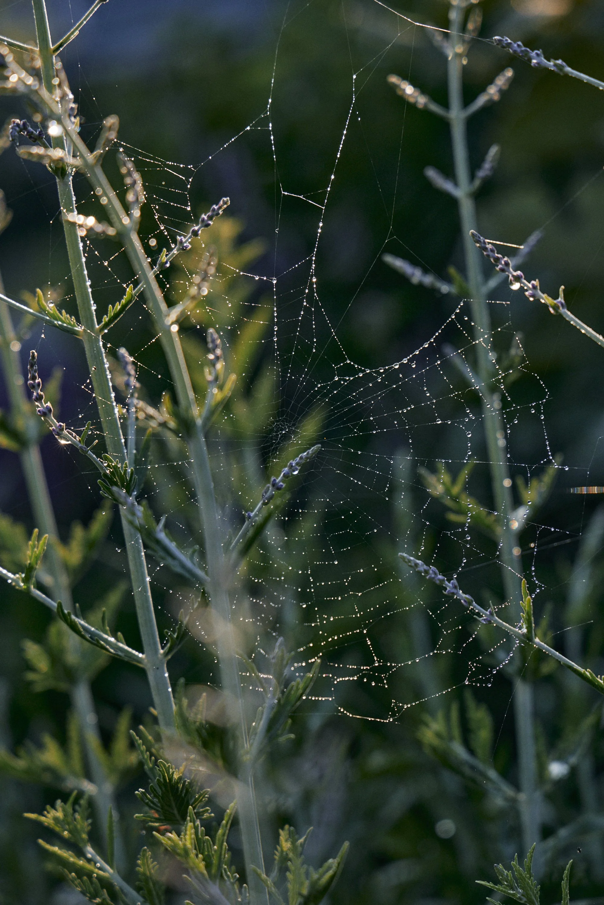 Natasha Morgan-EWeaving-Dec2023-166A5573.jpg