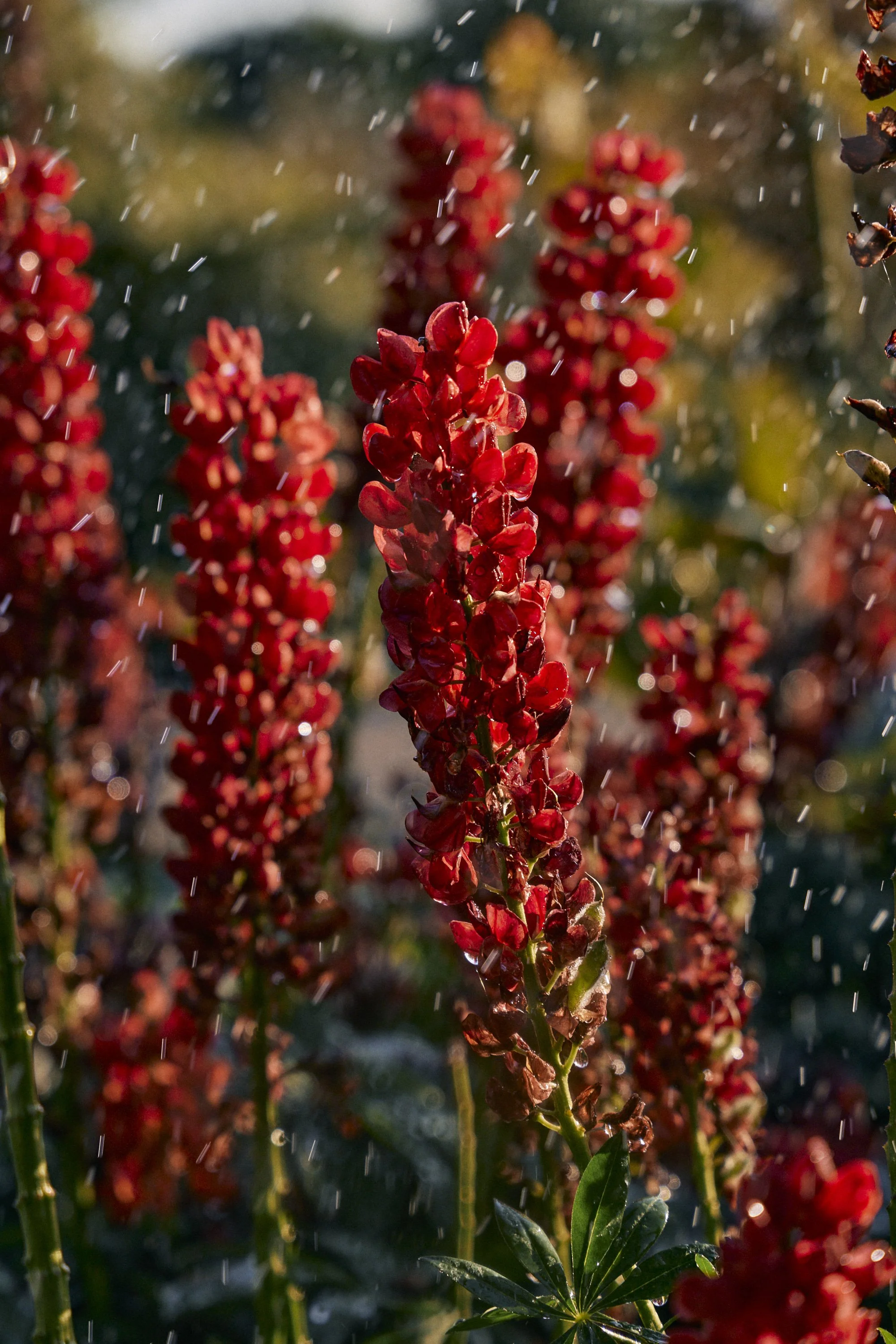 Natasha Morgan-EWeaving-Dec2023-166A5541.jpg