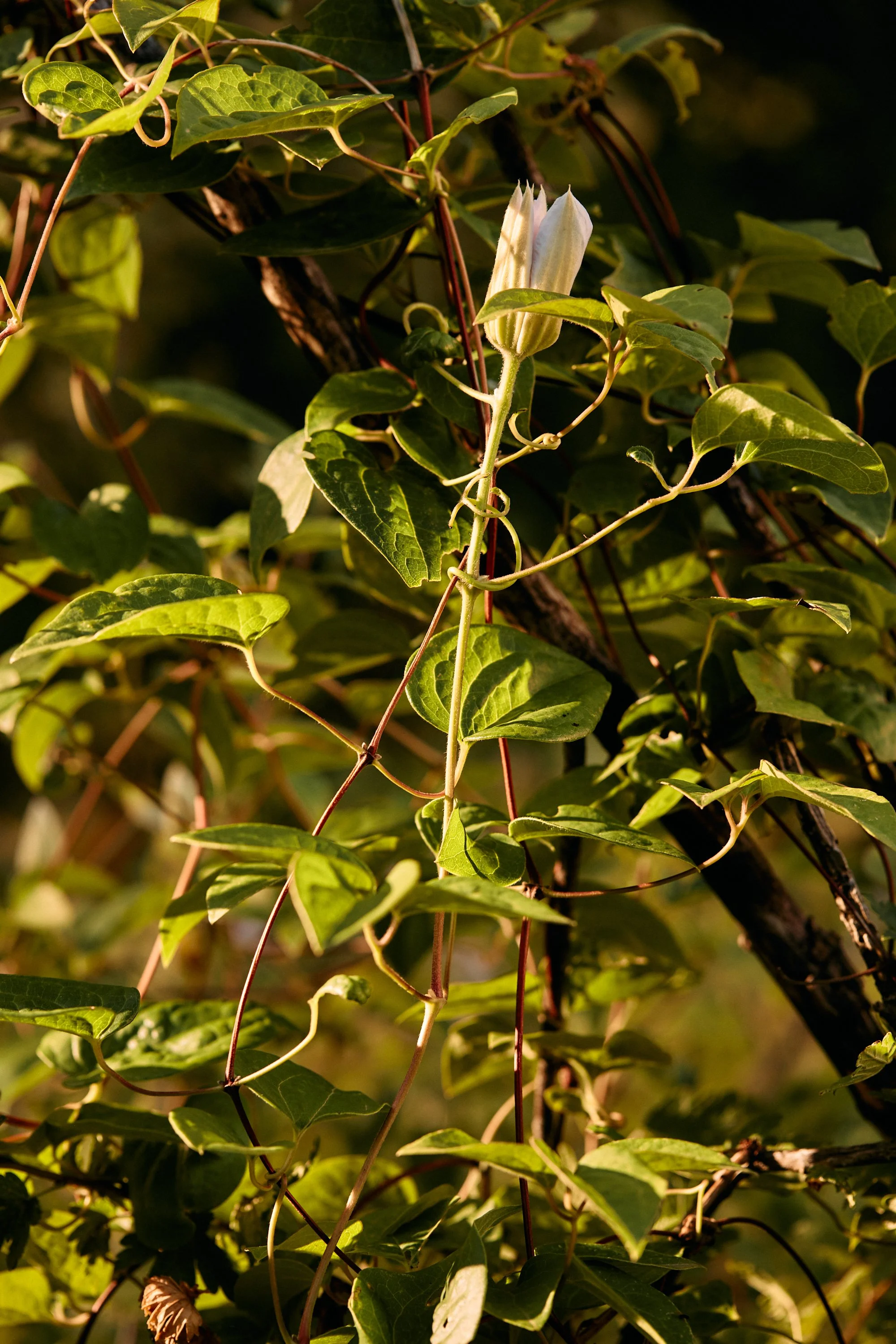 Natasha Morgan-EWeaving-Jan2022-07.jpg