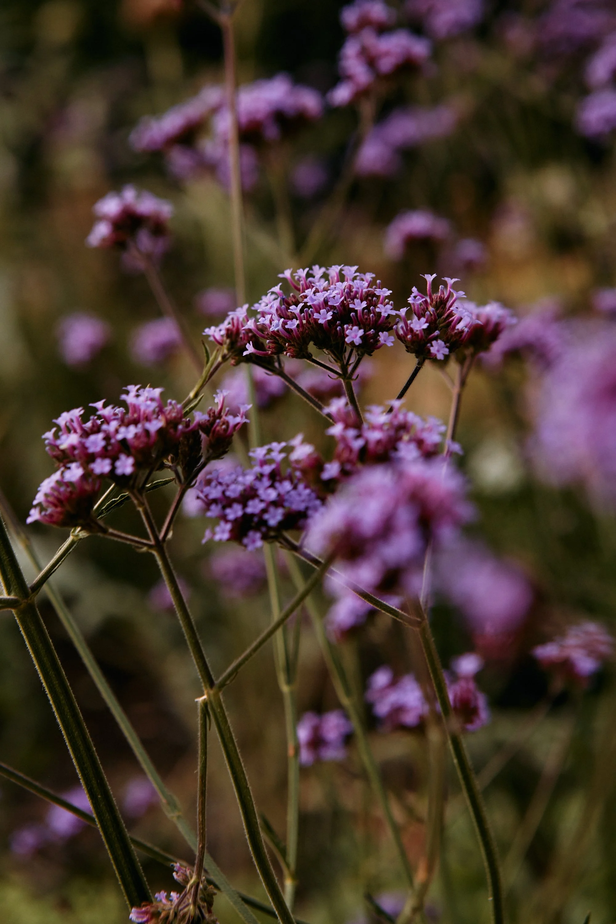 Natasha Morgan-EWeaving-Jan2022-44.jpg