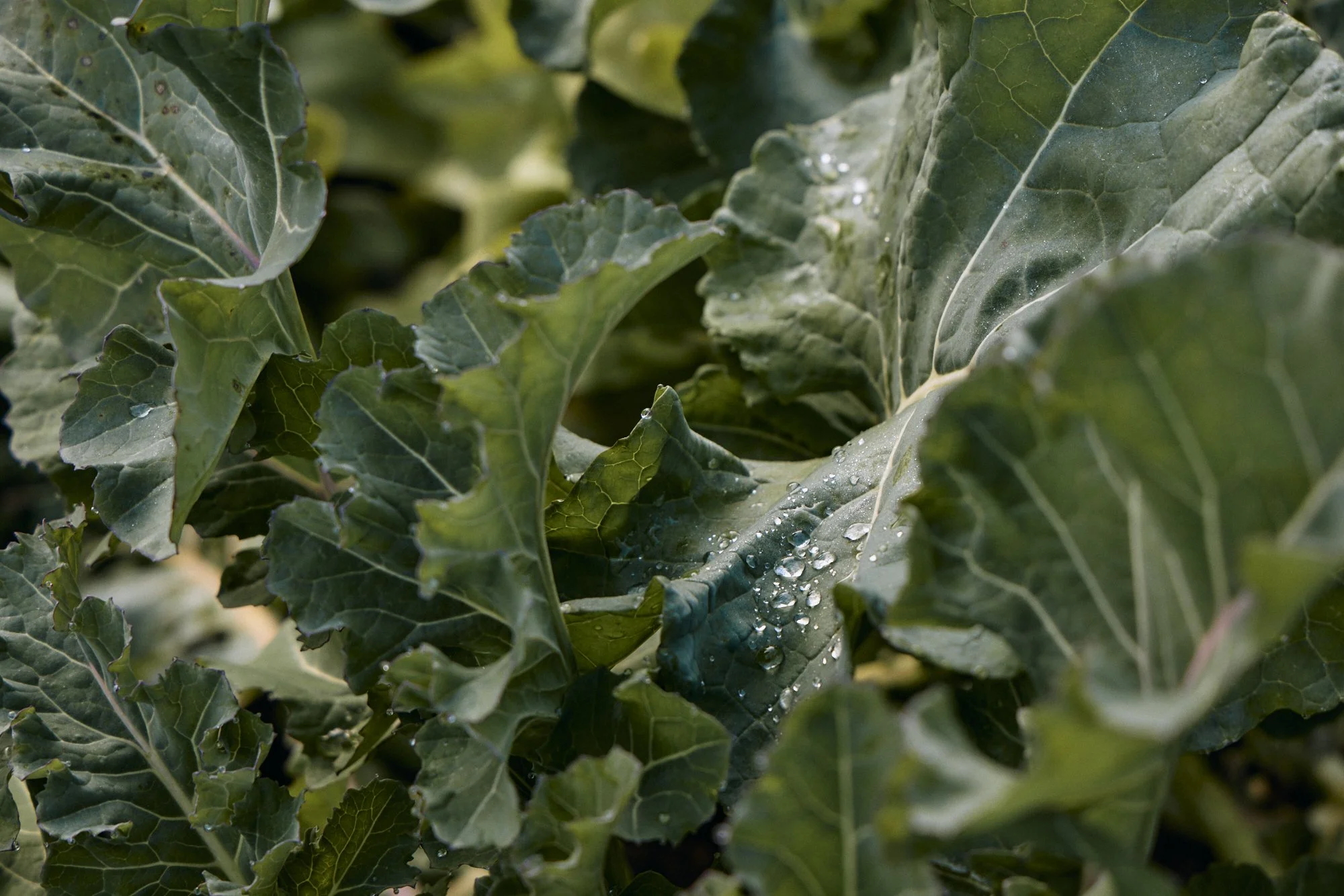 Natasha Morgan-EWeaving-Jul2023-166A0333.jpg