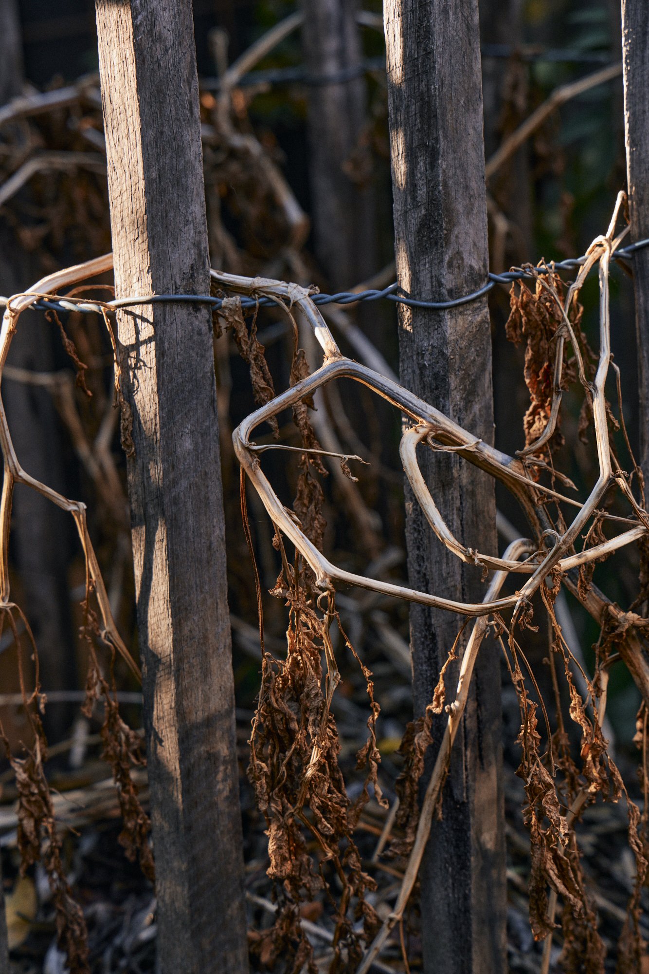 Natasha Morgan-EWeaving-May2024-166A8815.jpg