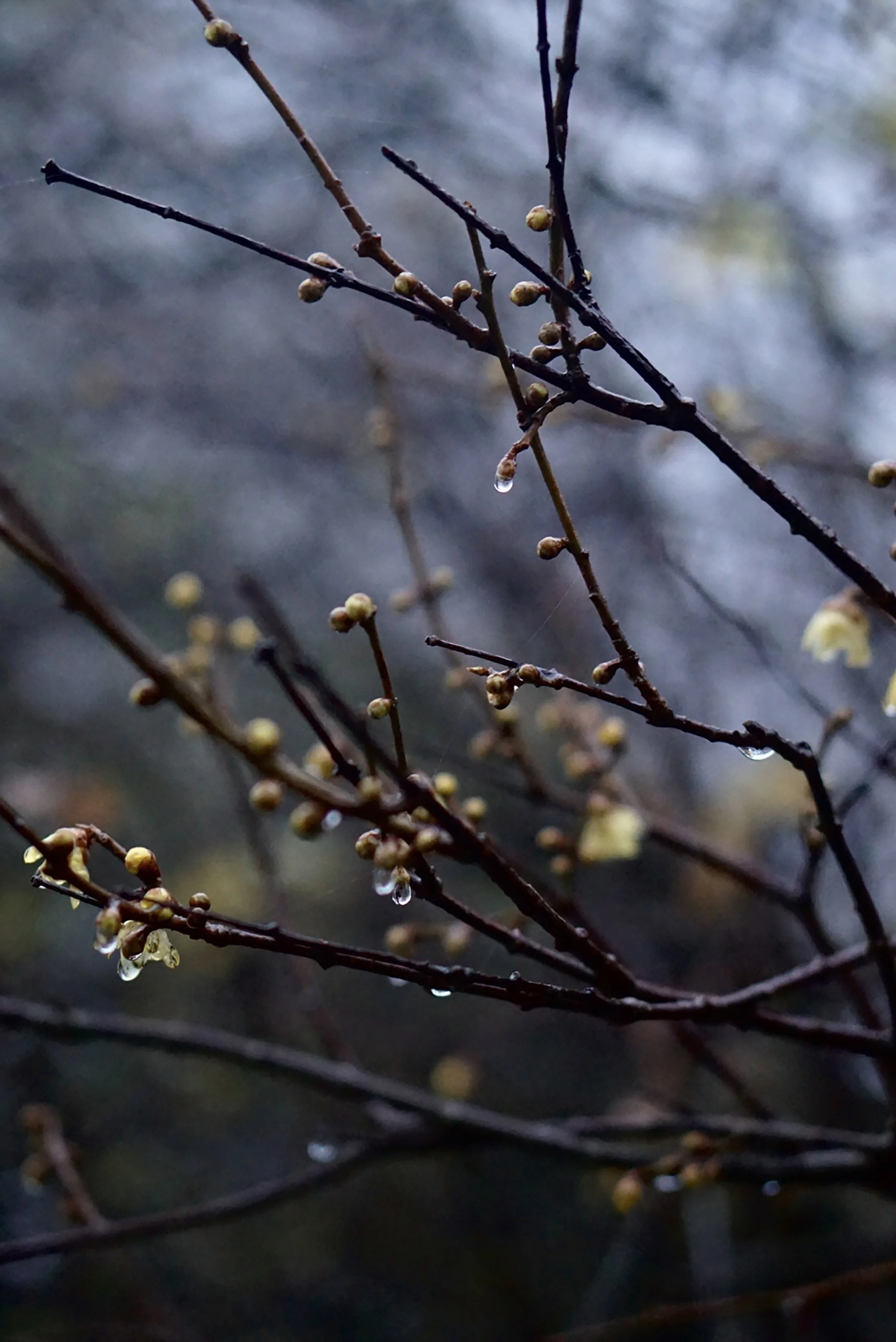 NATASHA-MORGAN_CHIMONANTHUS PRAECOX_WINTERSWEET.jpg